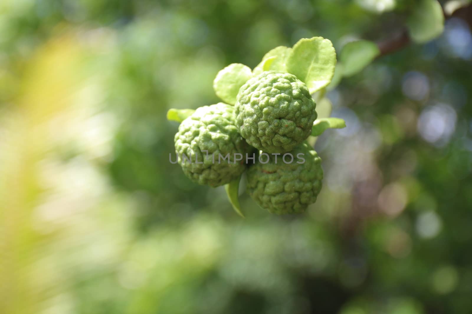 bergamot, the bergamot kaffir, lime on tree and green leaf blurerd background by cgdeaw