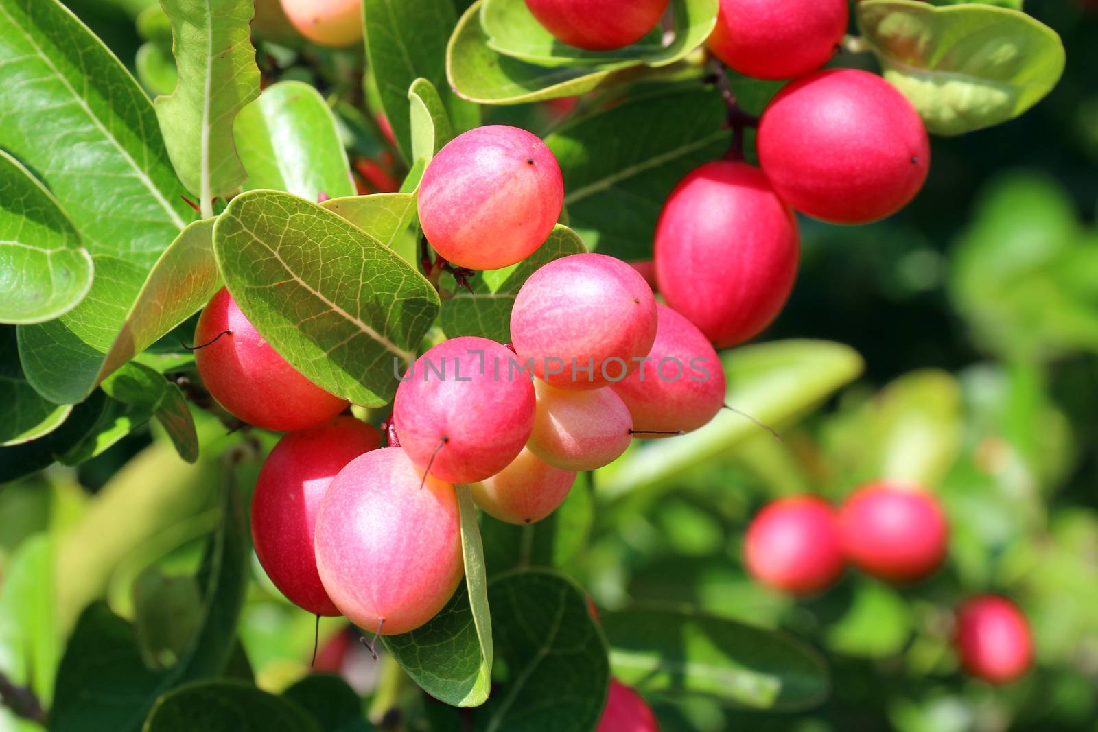 Carissa carandas, Carunda, Karonda seeds ripe pink or red colorful, tropical citrus karanda or koromcha fruit, Karanda(or carunda) fresh karanda(or Carunda) by cgdeaw