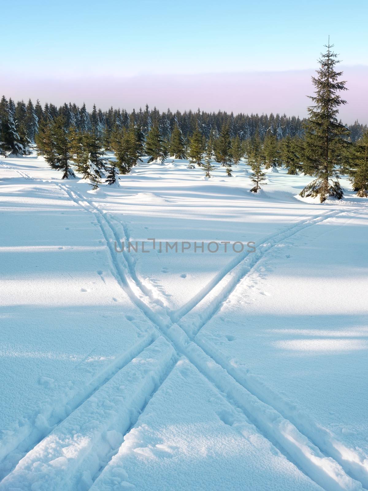 Two ways for cross country skiing in winter mountains. Wintry landscape with cross country skiing ways between trees. 