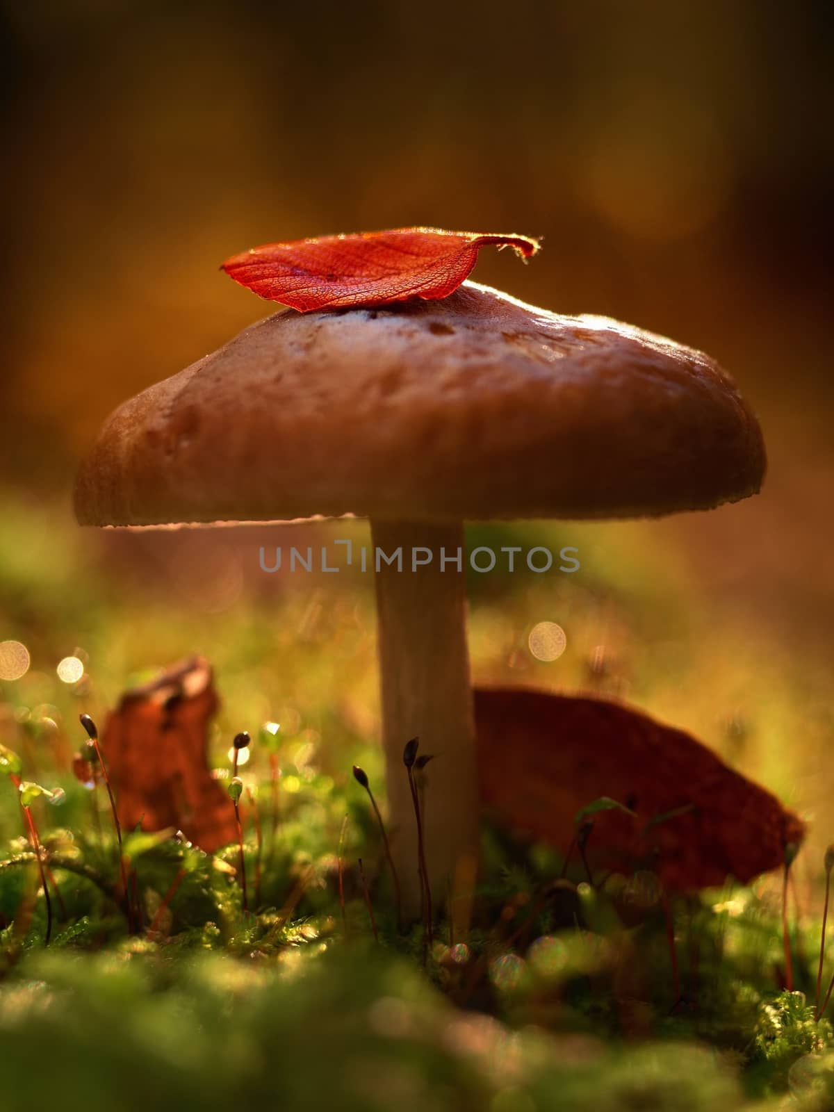 Mysterious wild muschroom in lighting forest. Slim stalk, fallen leaf on cap  with surreal light. Moss and fairytale mushroom