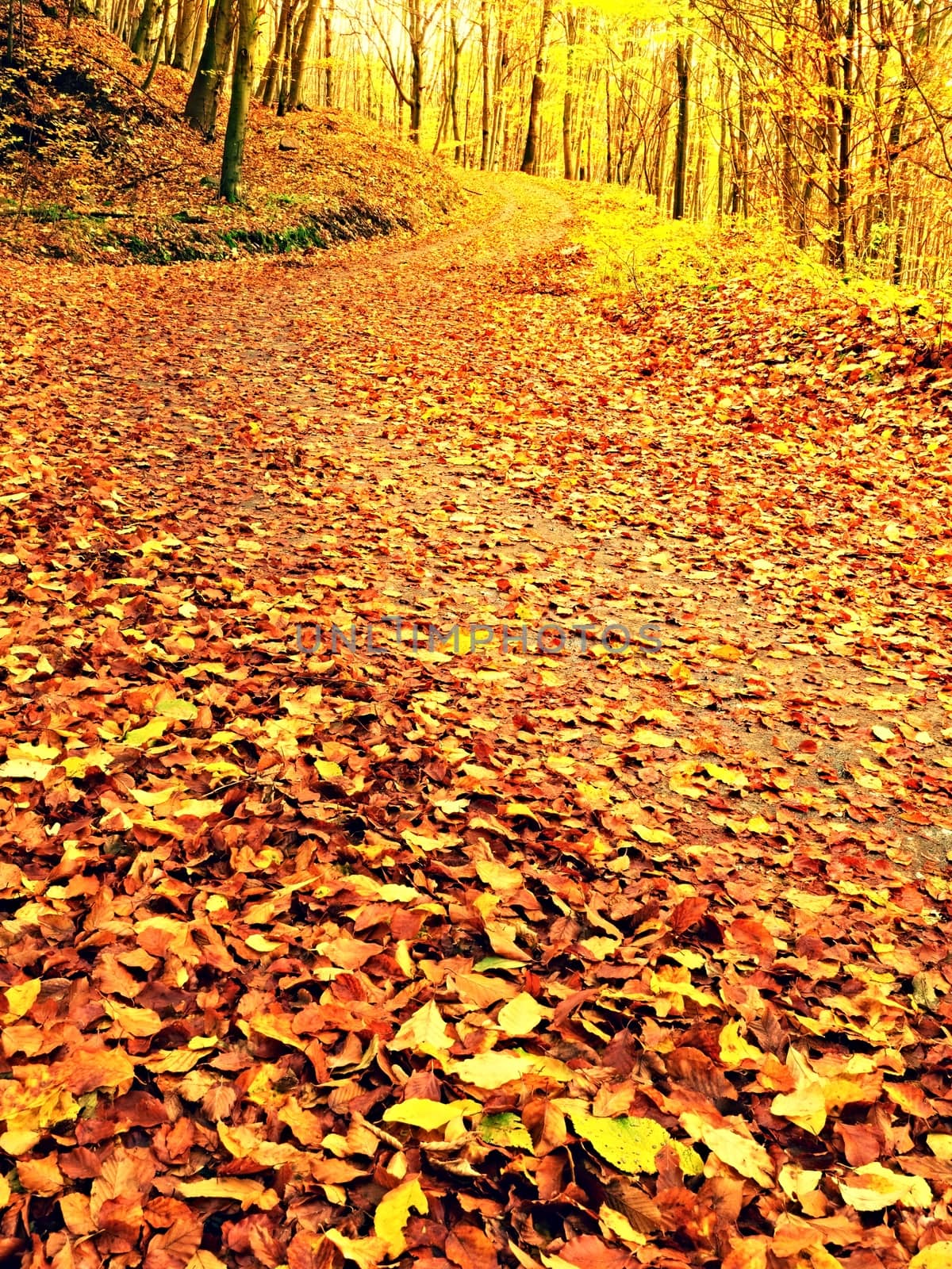 Fall season. Sun shining through the trees on a path in a golden forest landscape setting during the autumn season. 