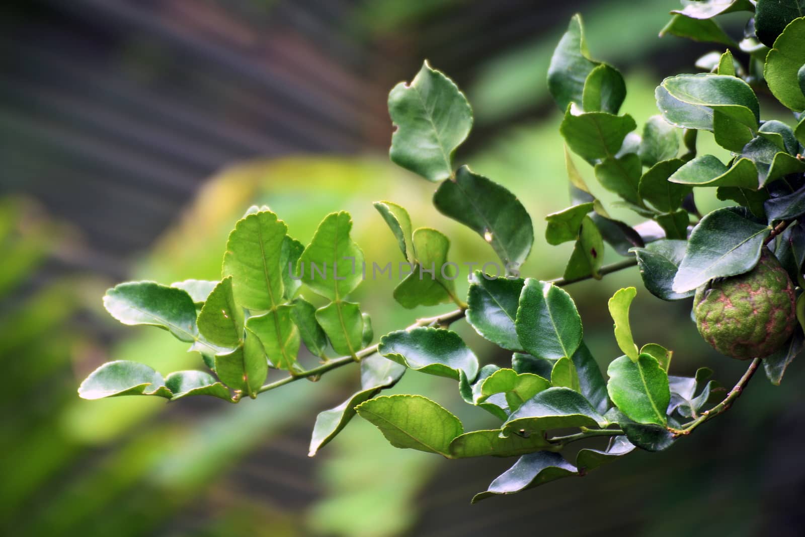 Bergamot leaf, kaffir Lime Leaf by cgdeaw