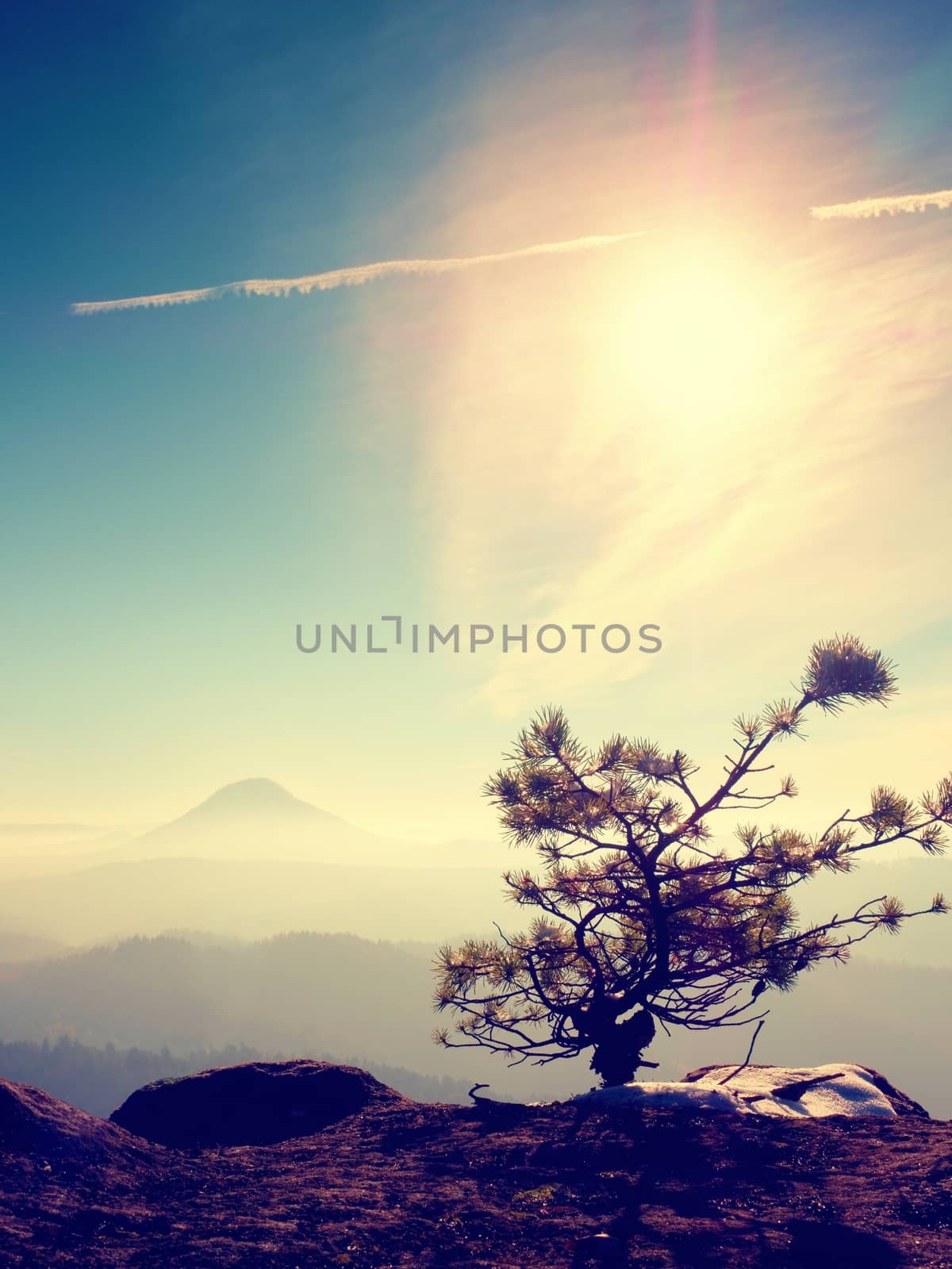 Wild bonsai of pine on sandstone rocks, gray clouds in the background. Blue and misty morning on the sandstone view point in national park.