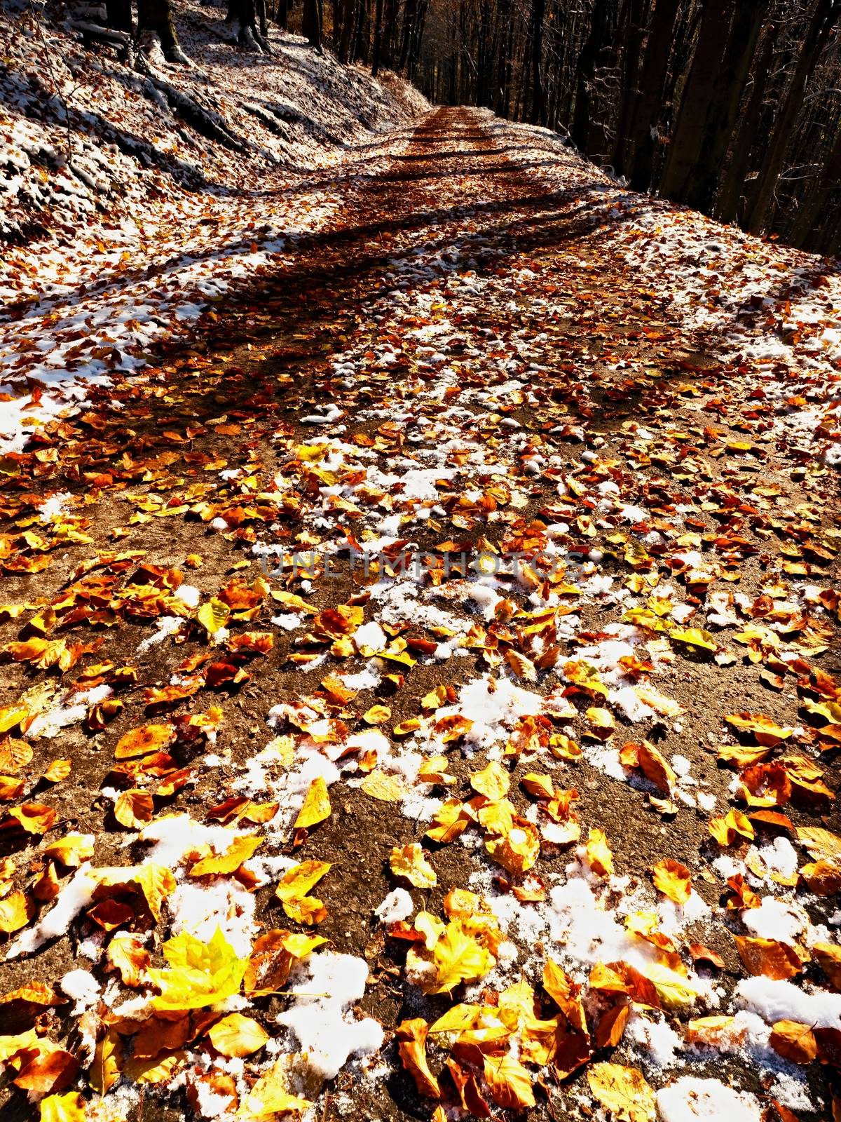 First snow on colorful leaves. Autumnal nature.  Road in autumn forest