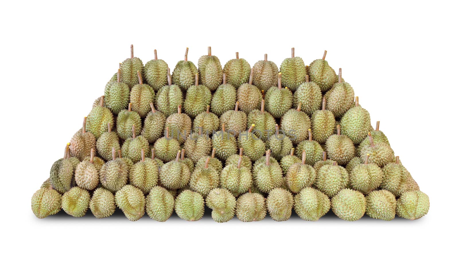 Pile of Durian, Durian fruit heap for sale, Durian is king of fruits southeast Thailand, Durian many on white background by cgdeaw