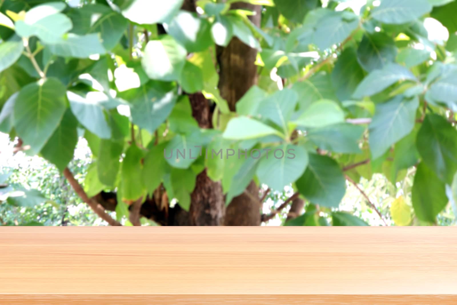 wood plank on blurred teak tree farm forest background, empty wood table floors on teak forest tree plantation view, wood table board empty front teak forest tree