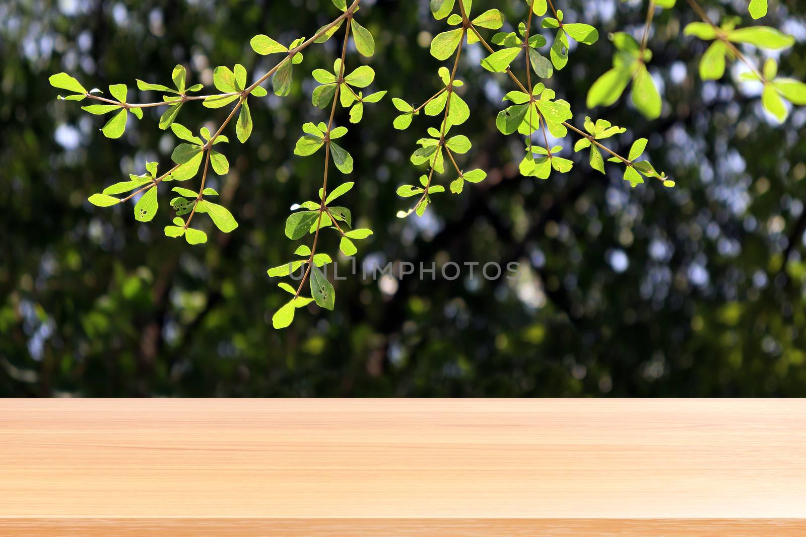 empty wood table floors on bokeh blurred tree nature green forest background, wood table board empty front blur tree, wooden plank blank with perspective brown wood table for mock up display products