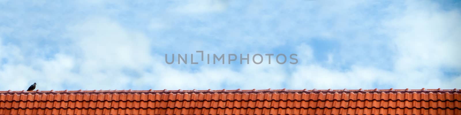 pigeon stand on roof and blue sky white cloud panorama view