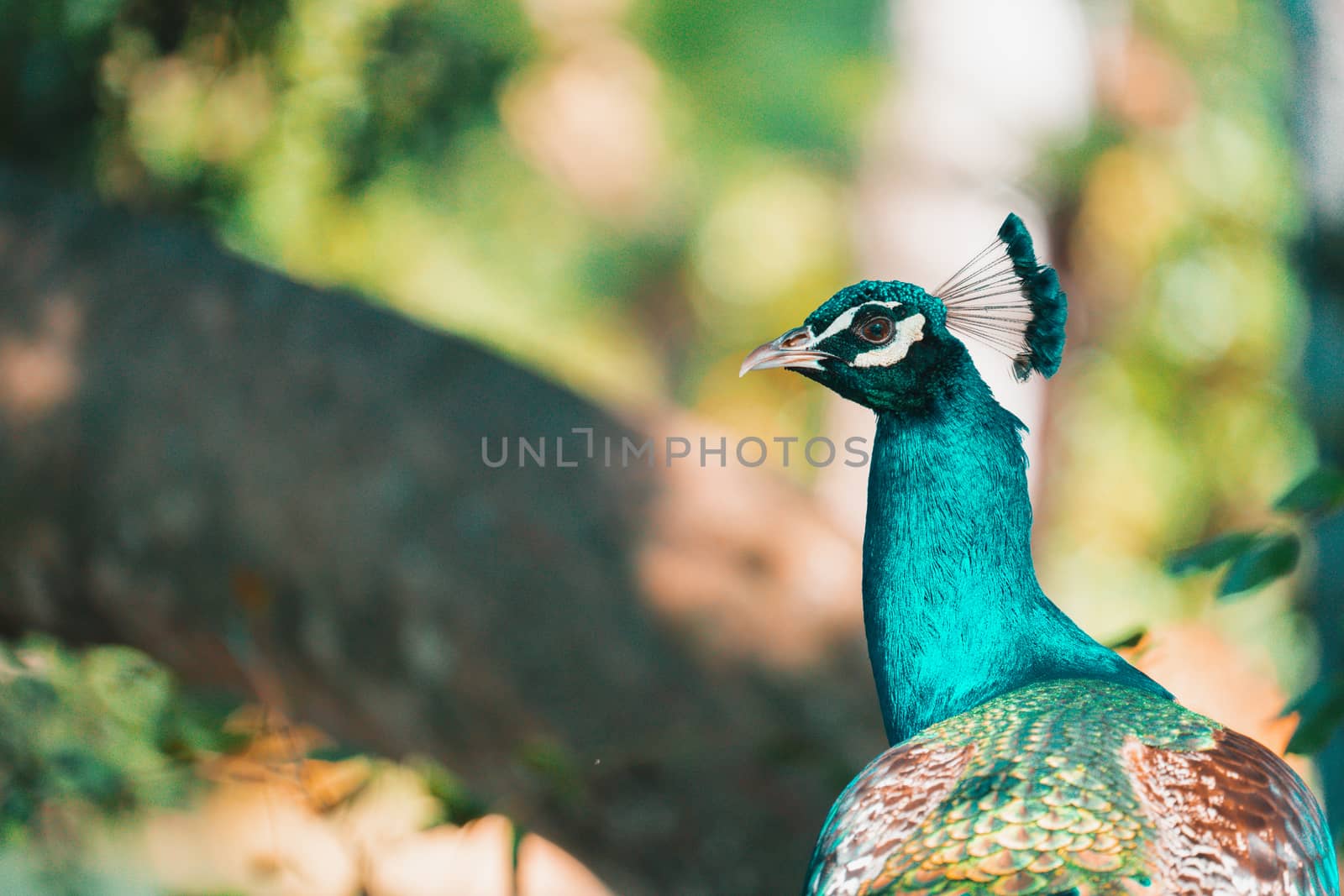 Big colorful peacock bird in nature by tanaonte