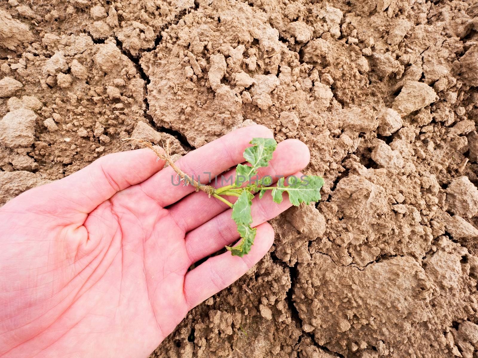Farmer hand hold  rapeseed in spring field, looking for pests. Agriculturalist check quality of flower, leaves, stalk and roots of young rapeseed (Brassica napus), well known as rape, oilseed rape, rapa, rappi or rapaseed. 