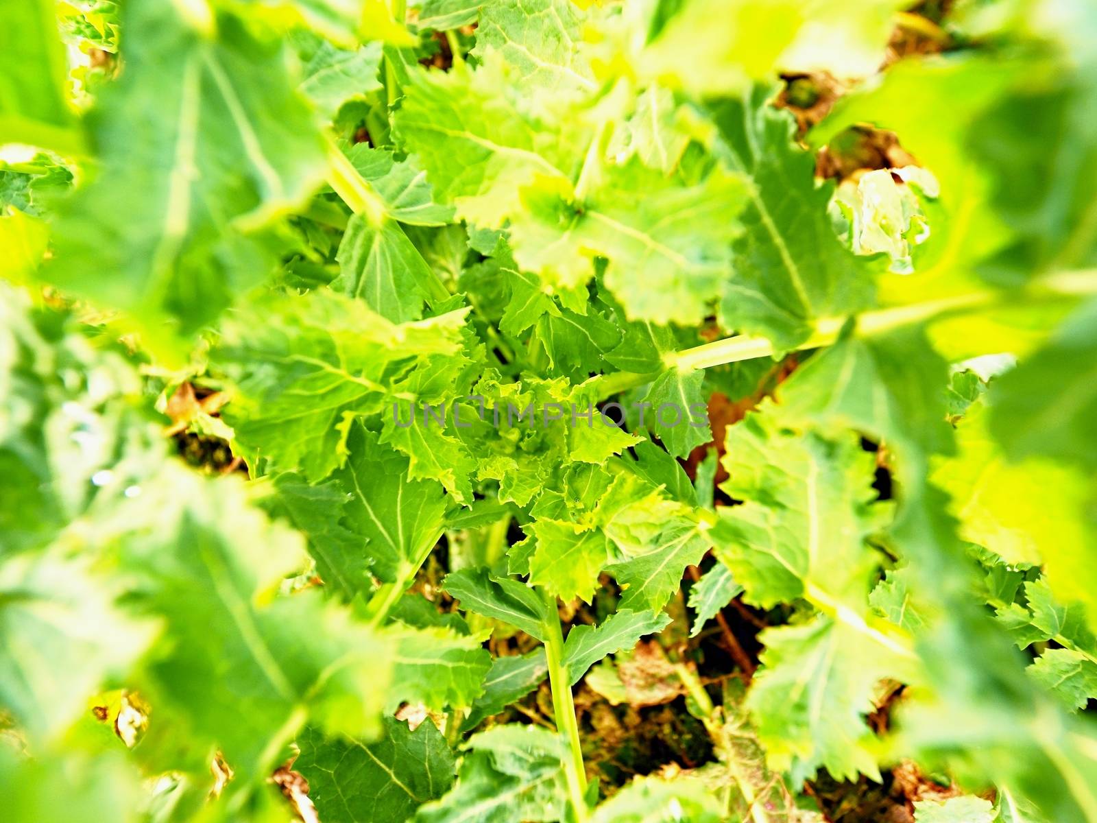 Young rapeseed (Brassica napus), well known as rape, oilseed rape, rapa, rappi or rapaseed. Detail view into small plants in field. Quality check of flower rapeseed in spring.