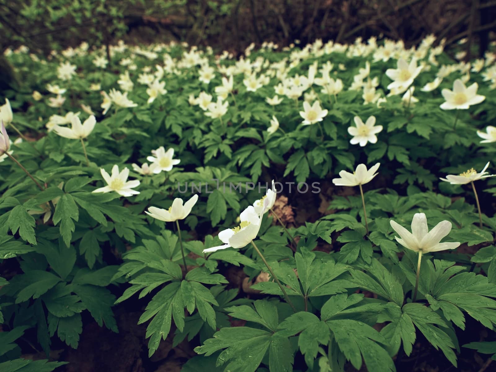 A meadow full of wood anemones in blossom, view close up to ground. Flowering anemone nemorosa (well known as windflower or thimbleweed or smell fox) during spring season