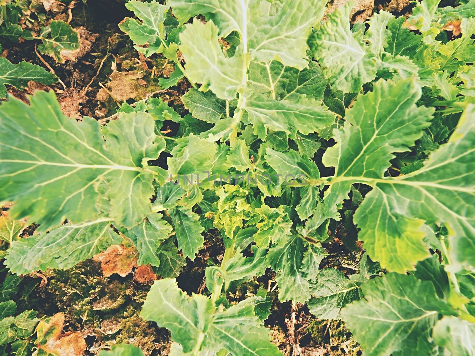Upper detail of young oilseed rape in field. Fresh green colors of flowers. Oilseed rapeseed cultivated agricultural field.