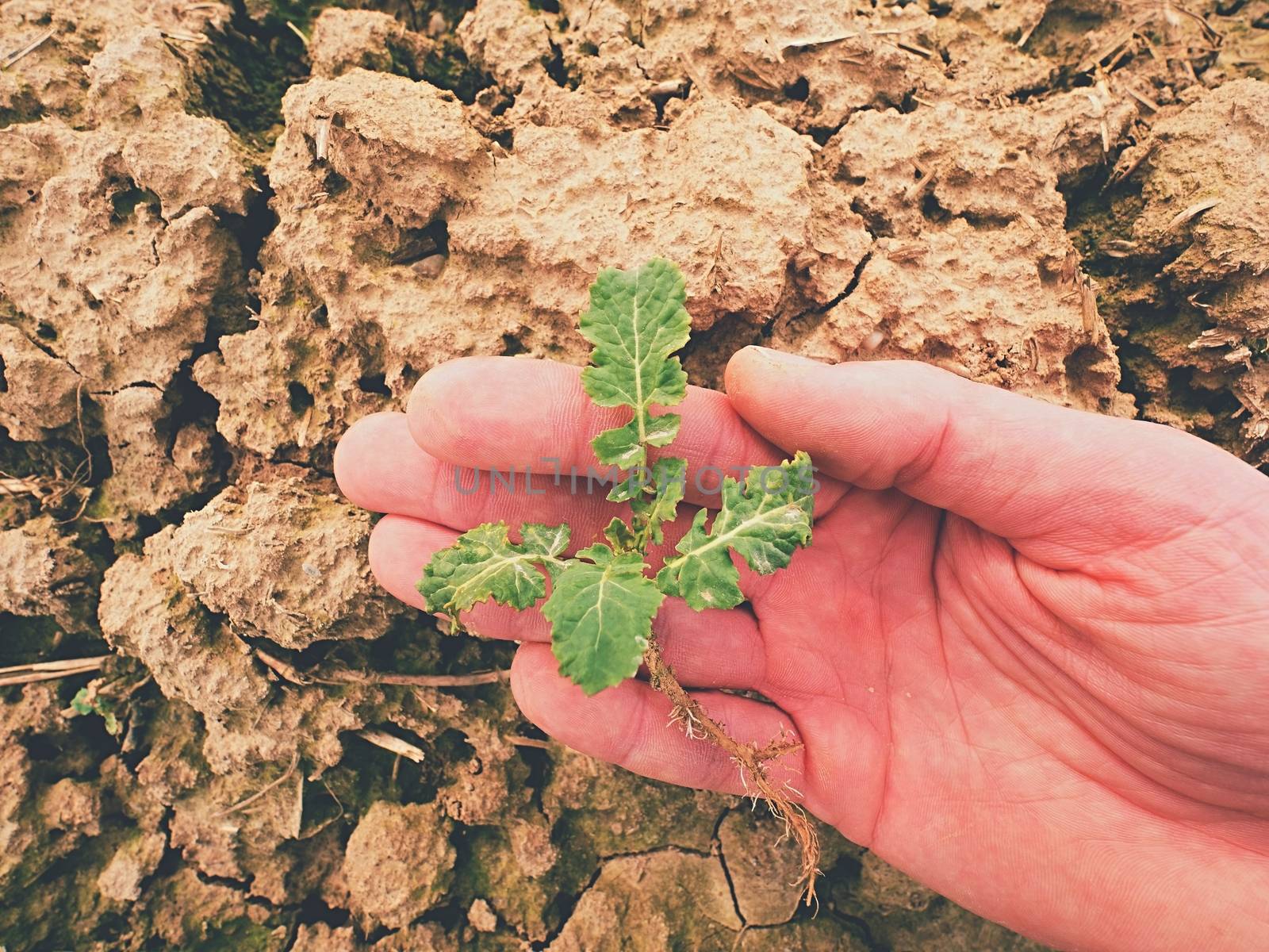 Farmer hand hold  rapeseed in spring field, looking for pests. Agriculturalist check quality of flower, leaves, stalk and roots of young rapeseed (Brassica napus), well known as rape, oilseed rape, rapa, rappi or rapaseed. 
