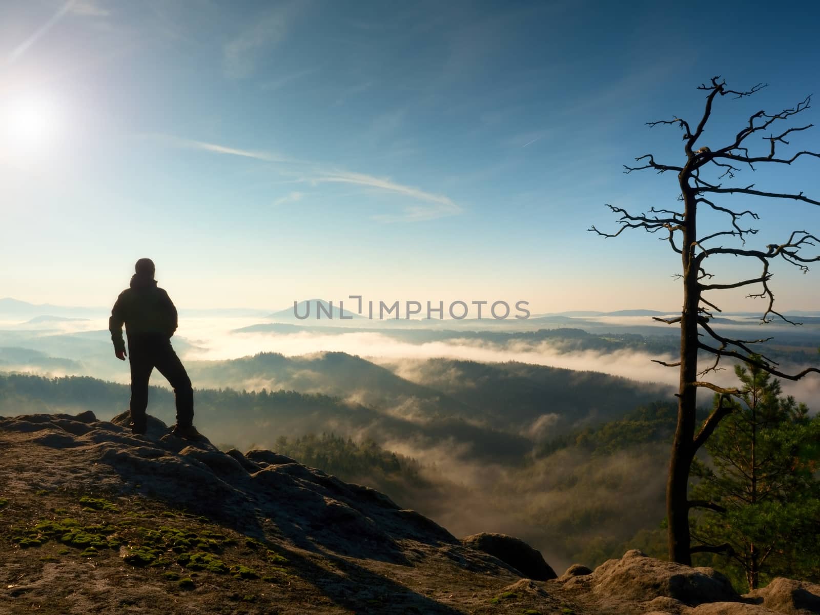 Hiker stand at heather bush on corner of empire bellow pine tree. Man is watching over the misty and foggy morning valley to Sun