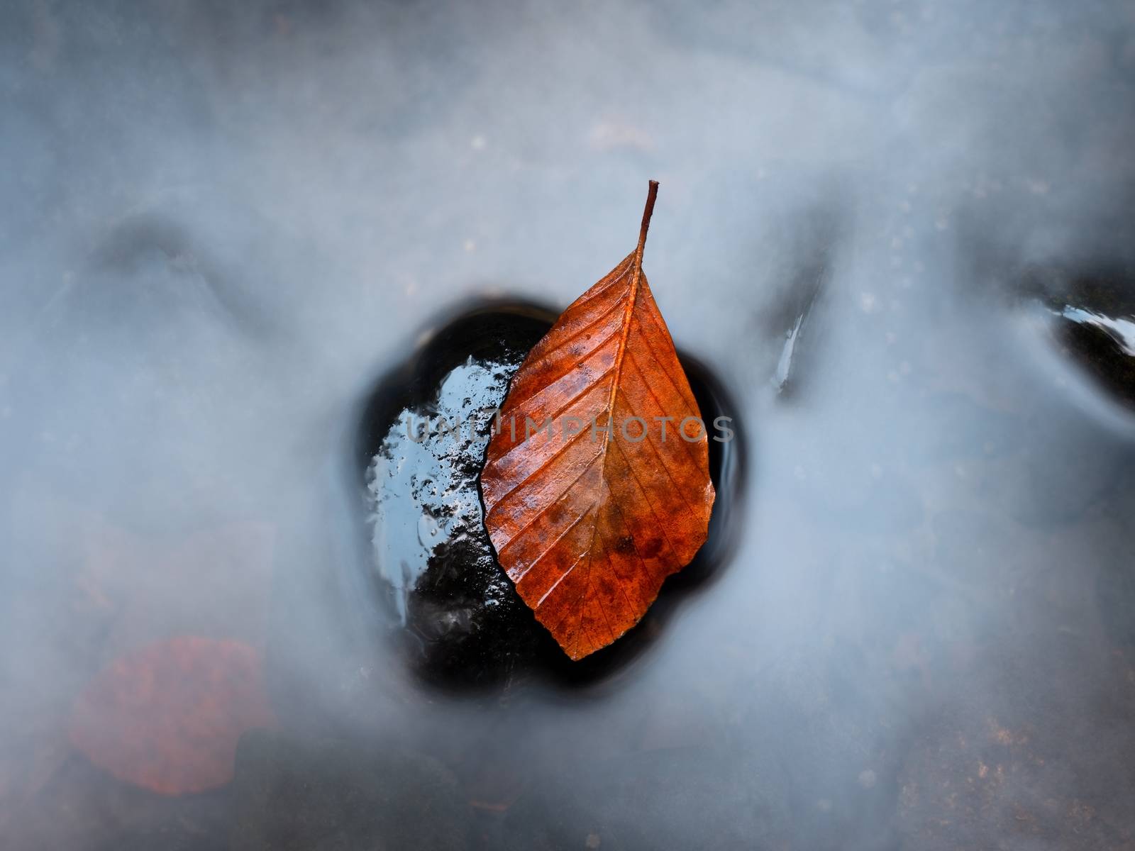 Autumn orange colors in water. Death beech  leaf is laying on wet stone in cold mountain stream. Stones and colorful autumn leaves.