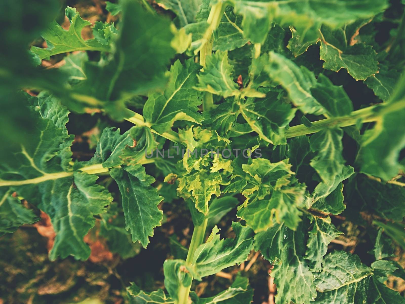 Upper detail of young oilseed rape in field. Fresh green colors of flowers. Oilseed rapeseed cultivated agricultural field.