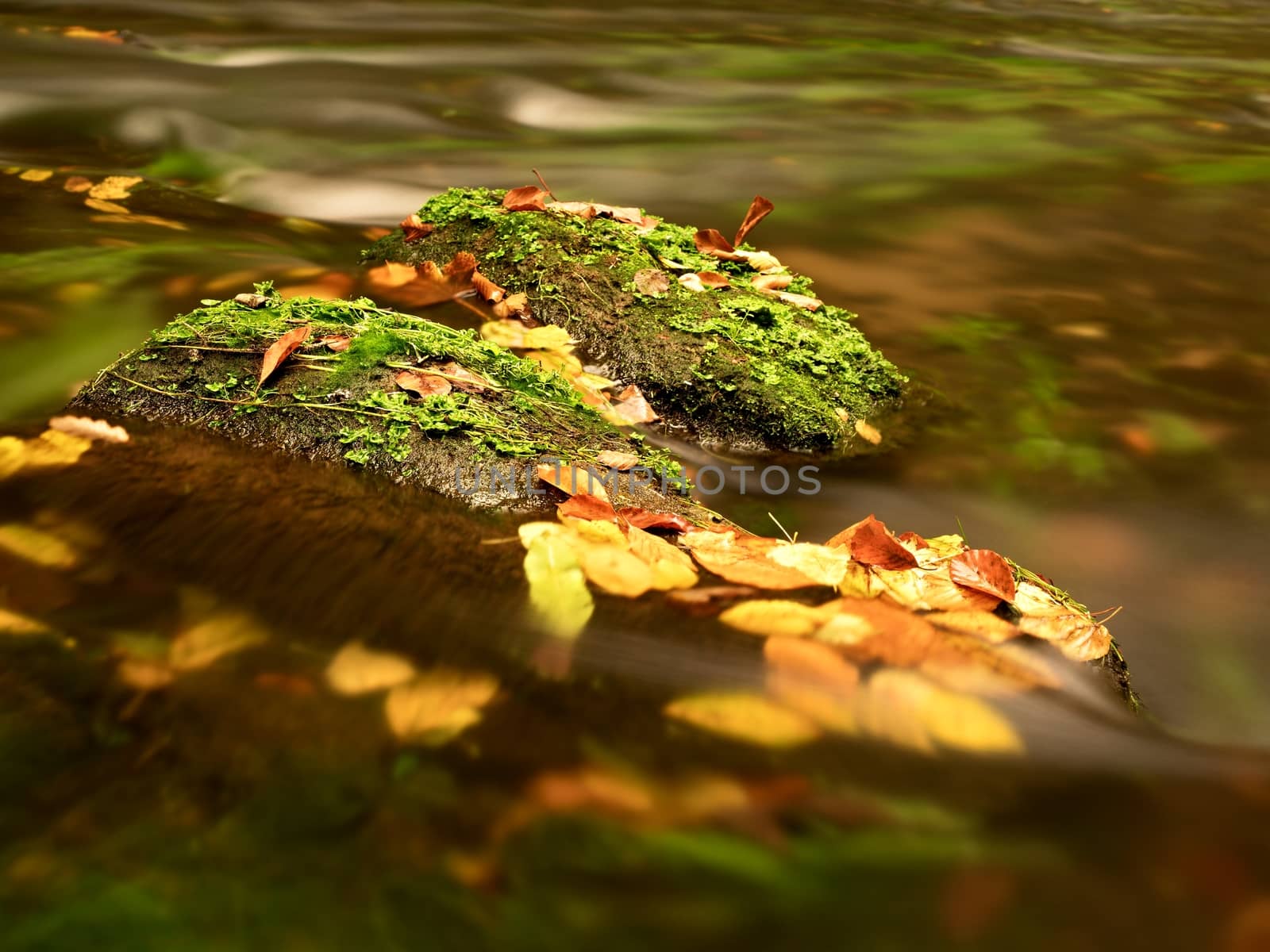 Colorful leaves caught in mountain river, autumn colors in stream.