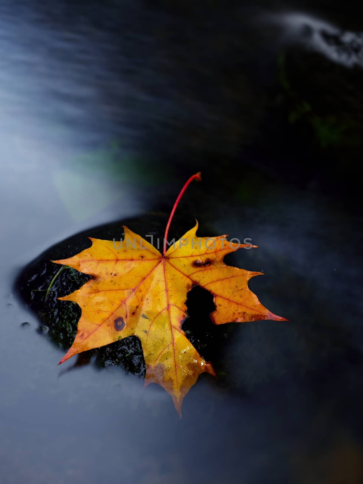 Broken fallen maple leaf on slippery basalt stone in smoky water. Cold water of  mountain stream cascade. Vivid autumn colors. 