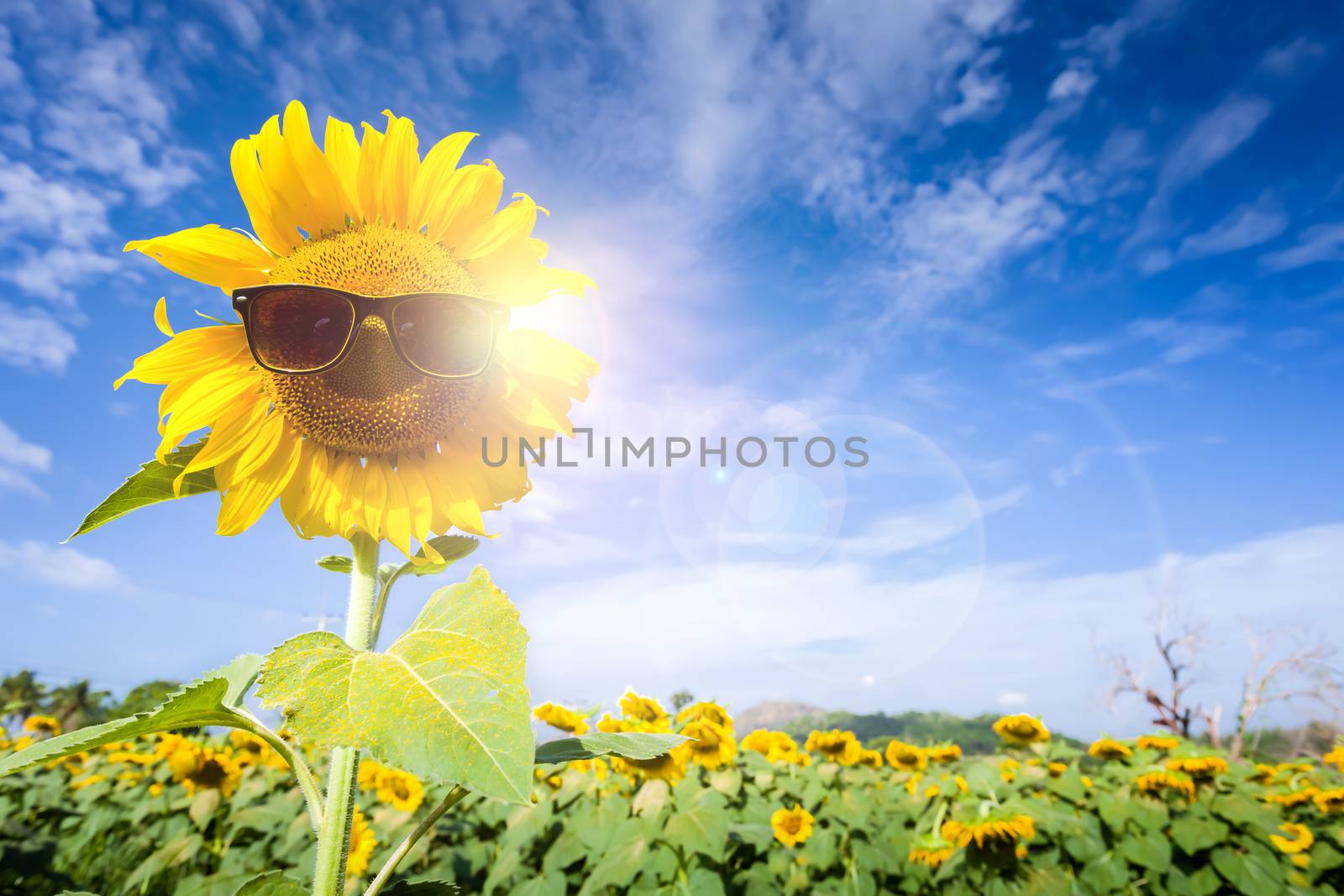Field sunflower wear glasses protect the sun.