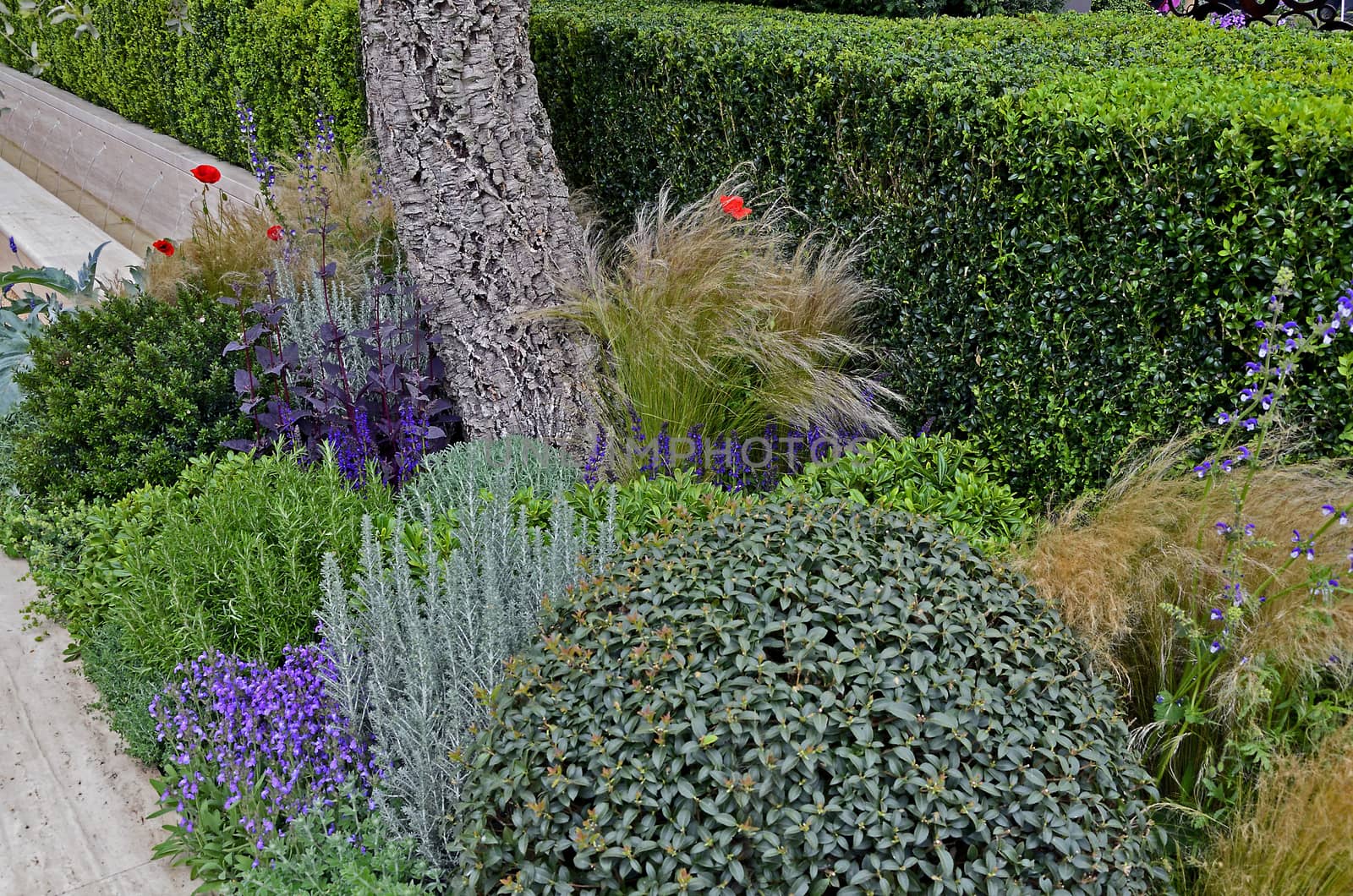 Corner of a garden growing herbs and flowers