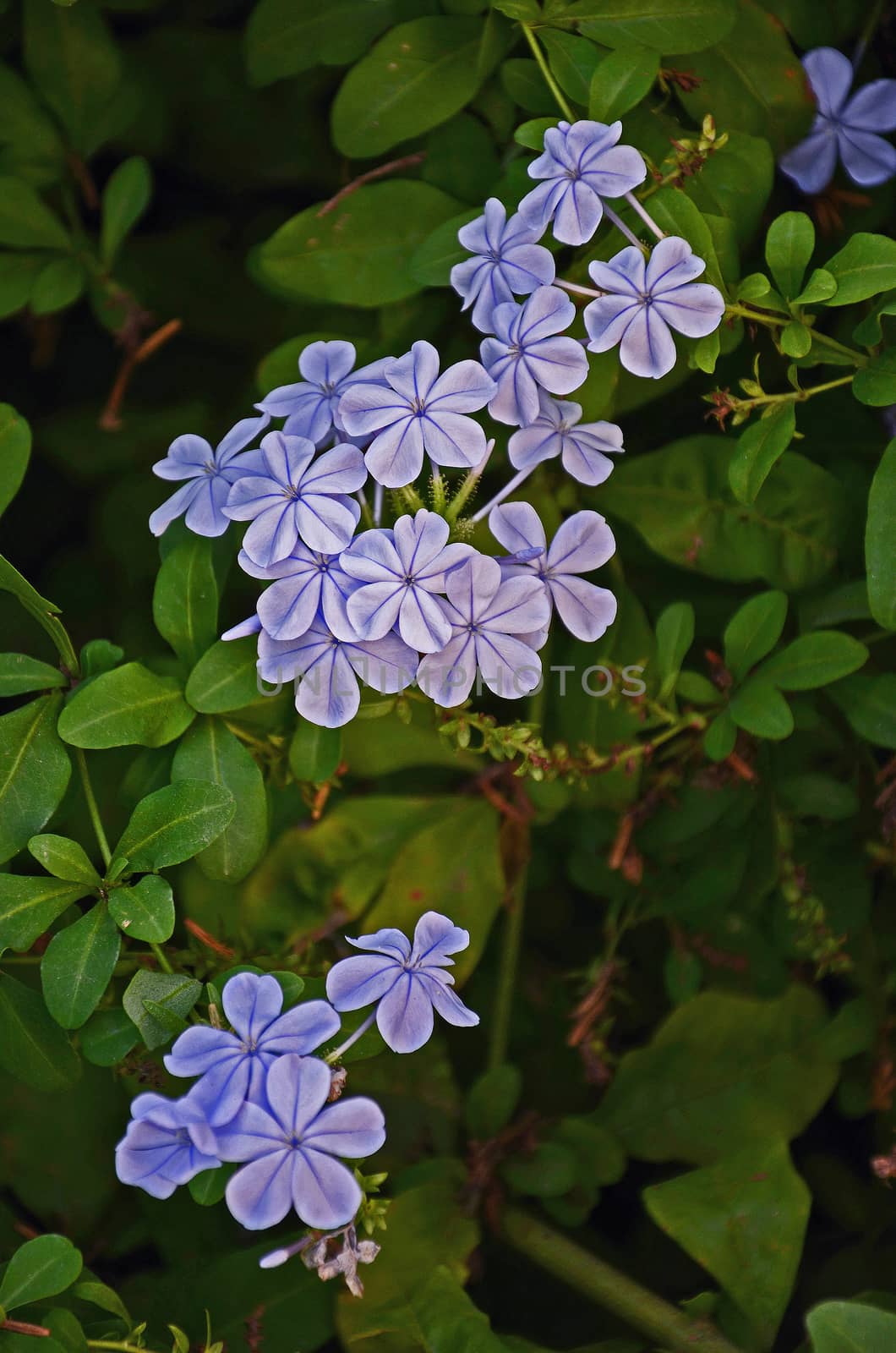 Close up garden portrait of Plumbago auriculata in a Mediterranean garden