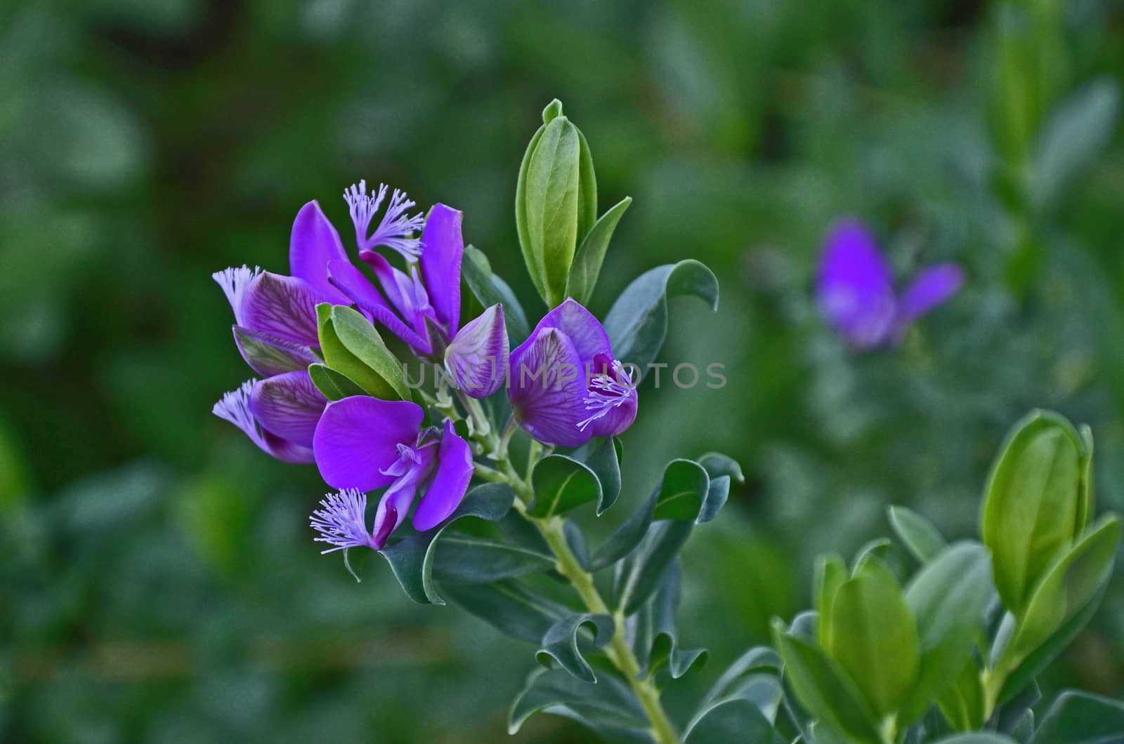 Close up portrait of Polygala myritfolia in a Mediterranean garden