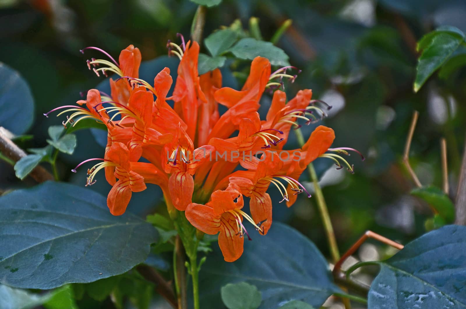 Close up portrait of Tecoma capensis in a Mediterranean garden