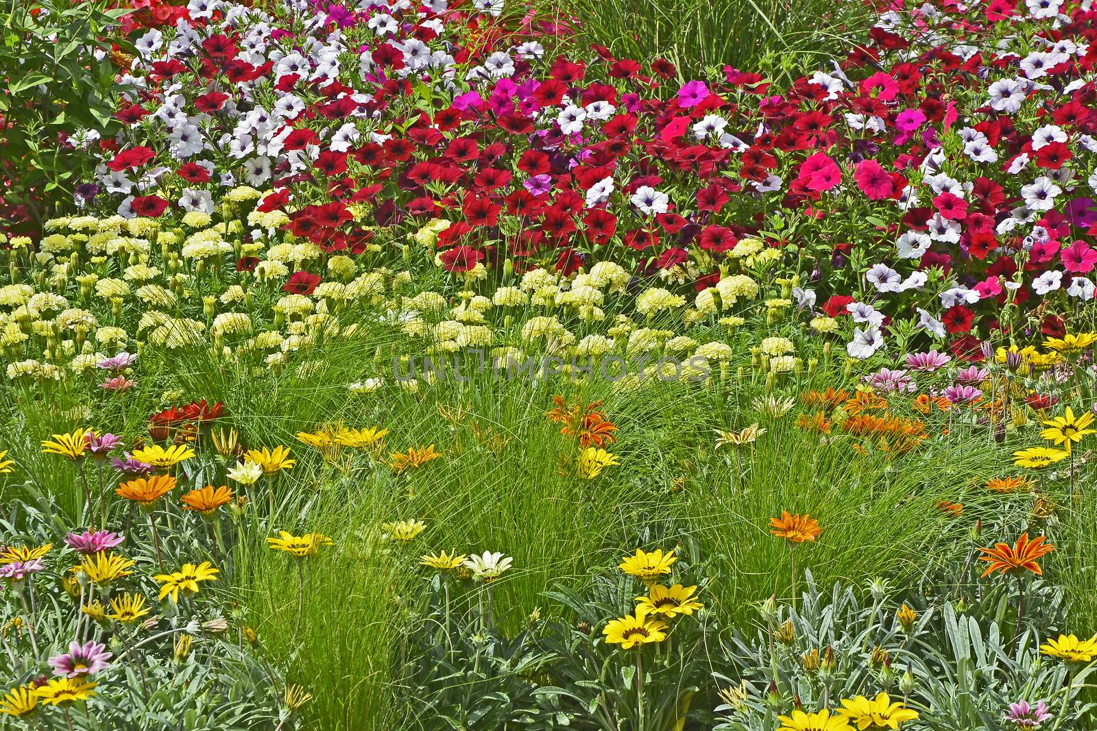 Colourful flower border with a display of mixed Petunias and Gazania flowers