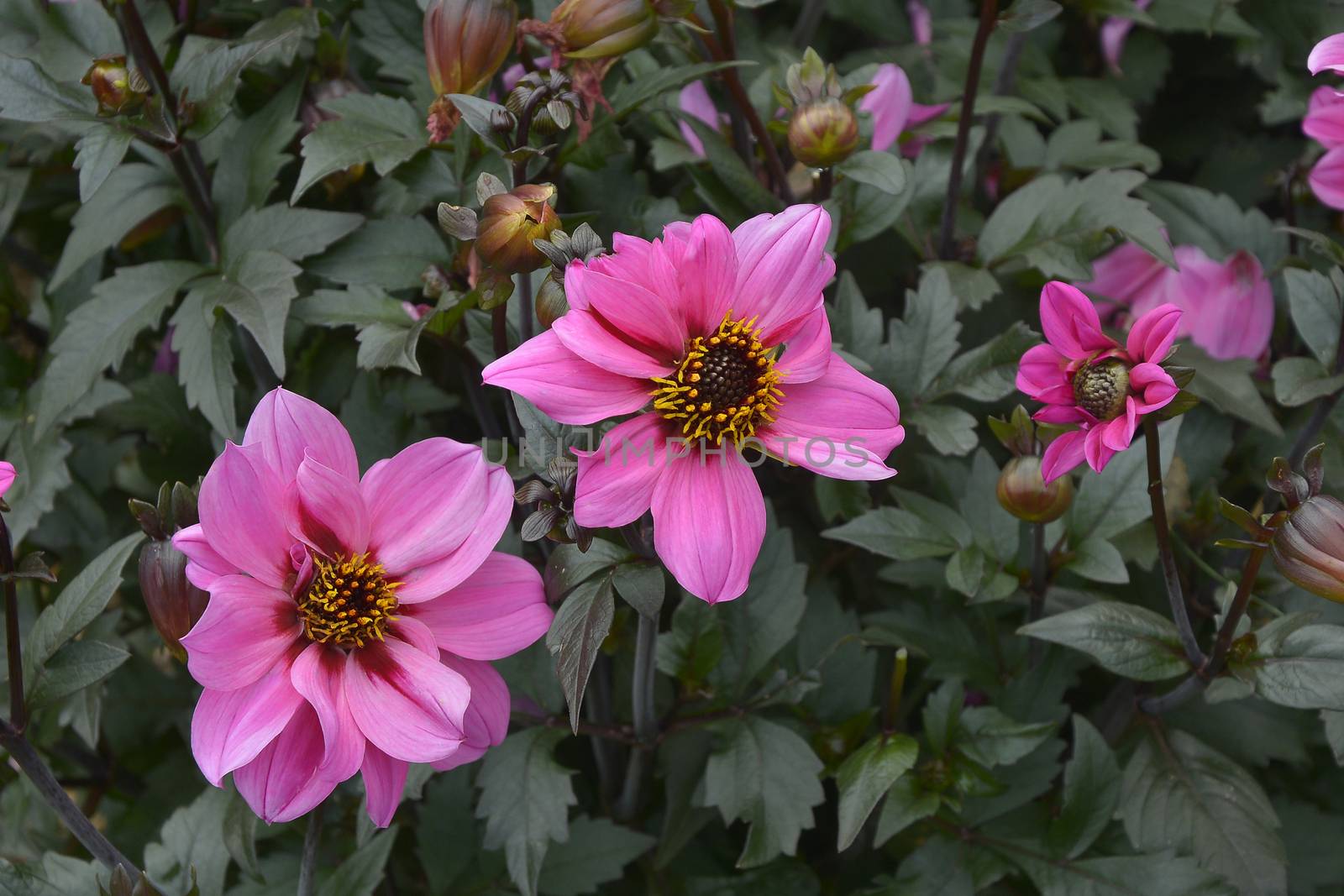 Close up of flowering Dahlia 'Purple Gem' in a garden flower border