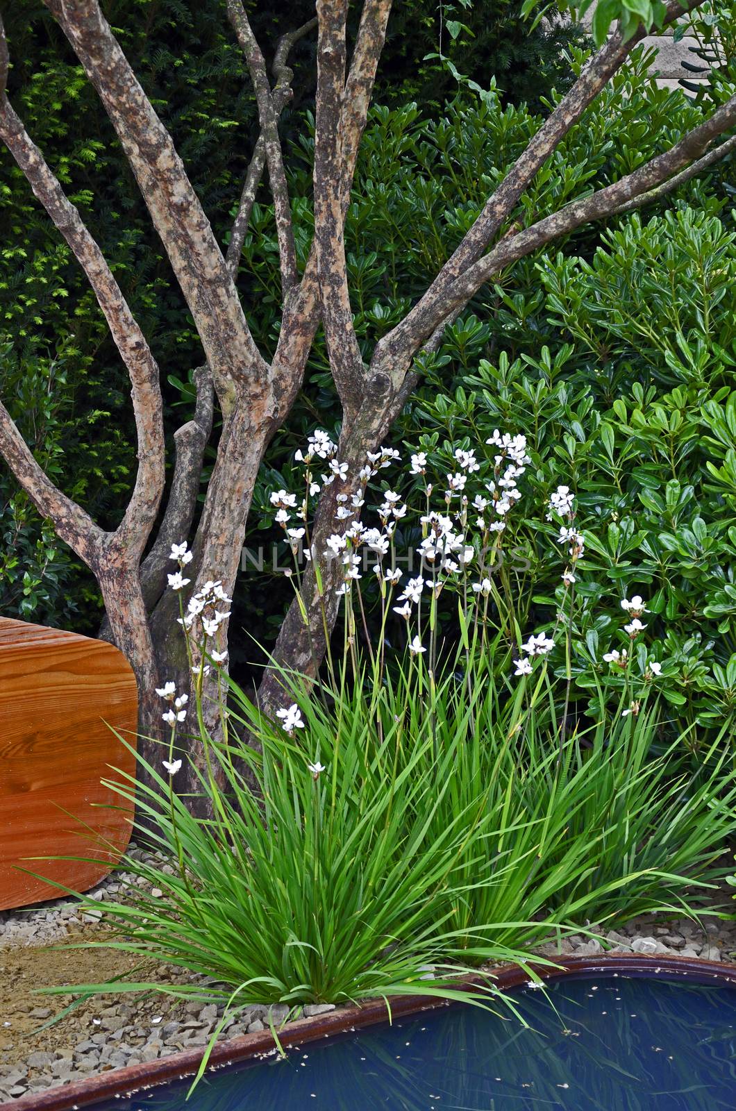 Pool side of an urban garden with tree, seating and white flowers