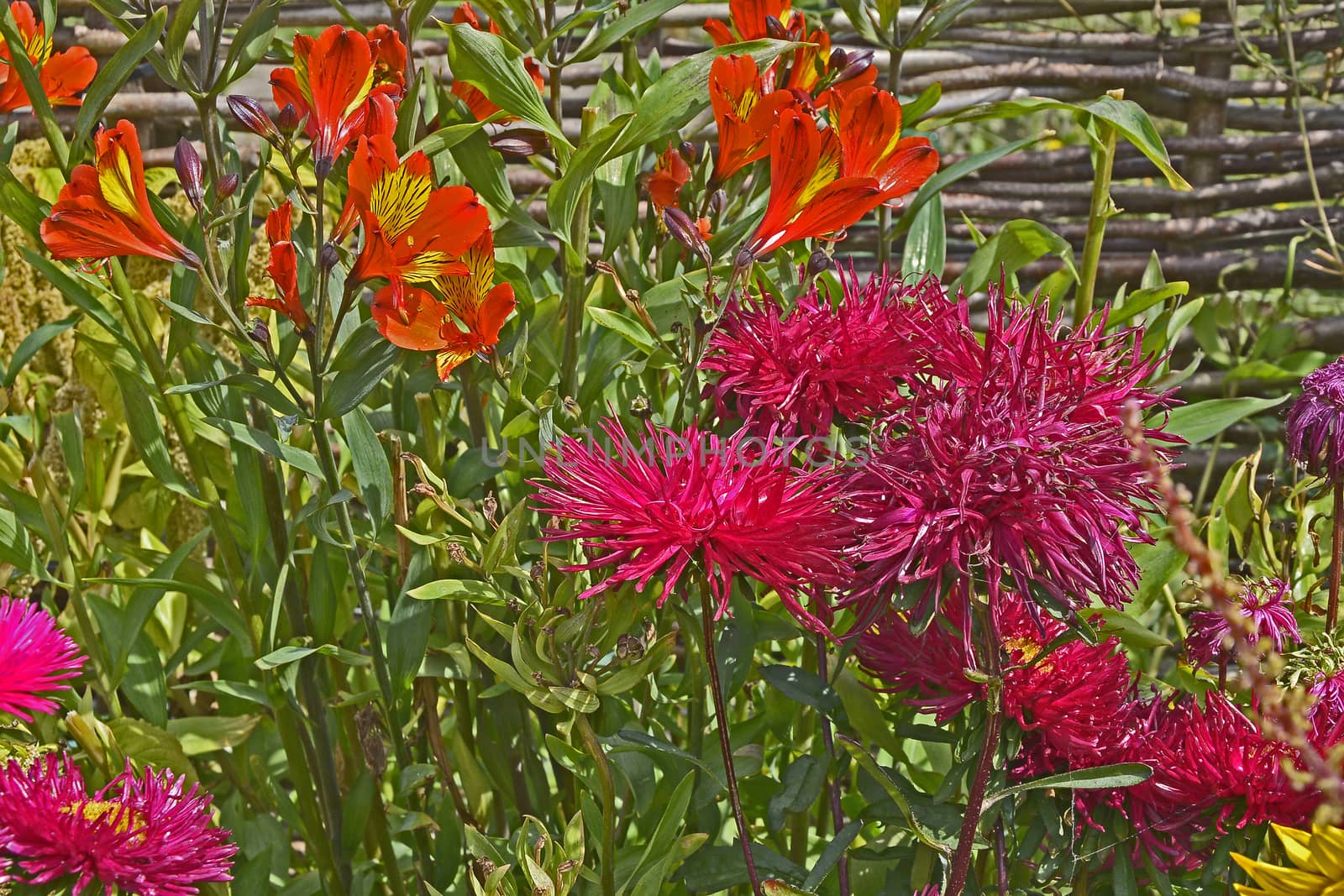 Colourful flower border with a close up of Callistephus chinensis 'Star Scarlet' and Alstromeria 'Indian Summer'