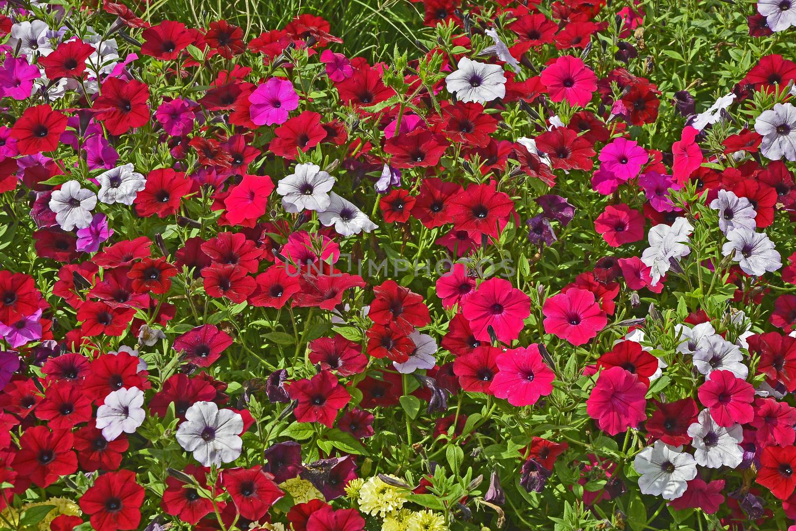 Close up of a flower border with colouful flowering Petunias in assorted colours