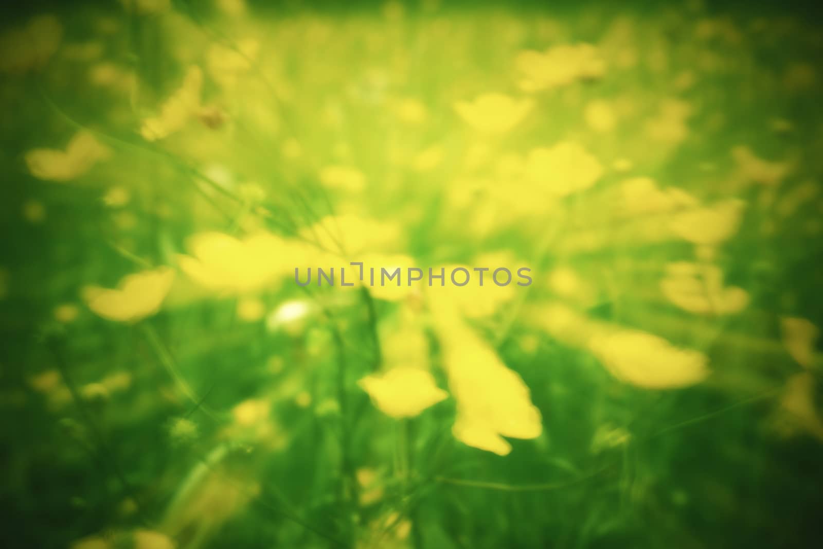 Defocused yellow flowers and grass. Blurred and de focused yellow blossom and green stalks leaves for background. Hypnotic blurry effect.