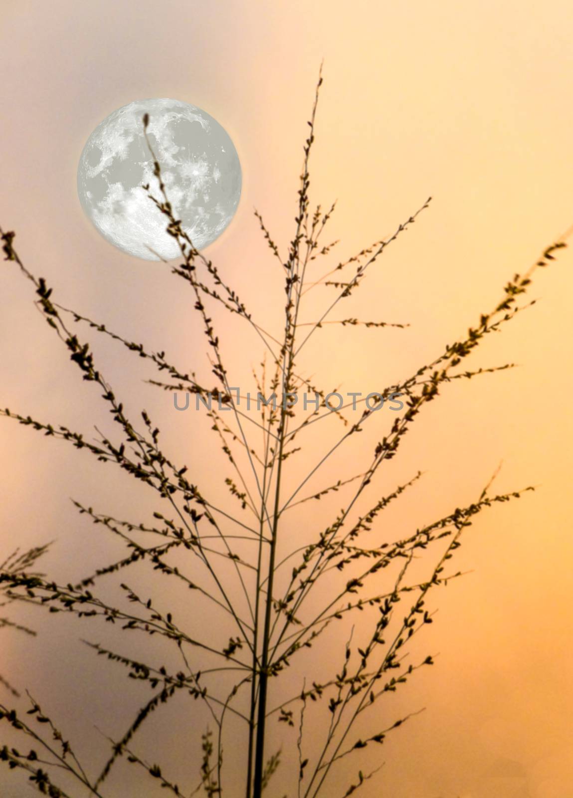 full moon and silhouette grass in evening time
