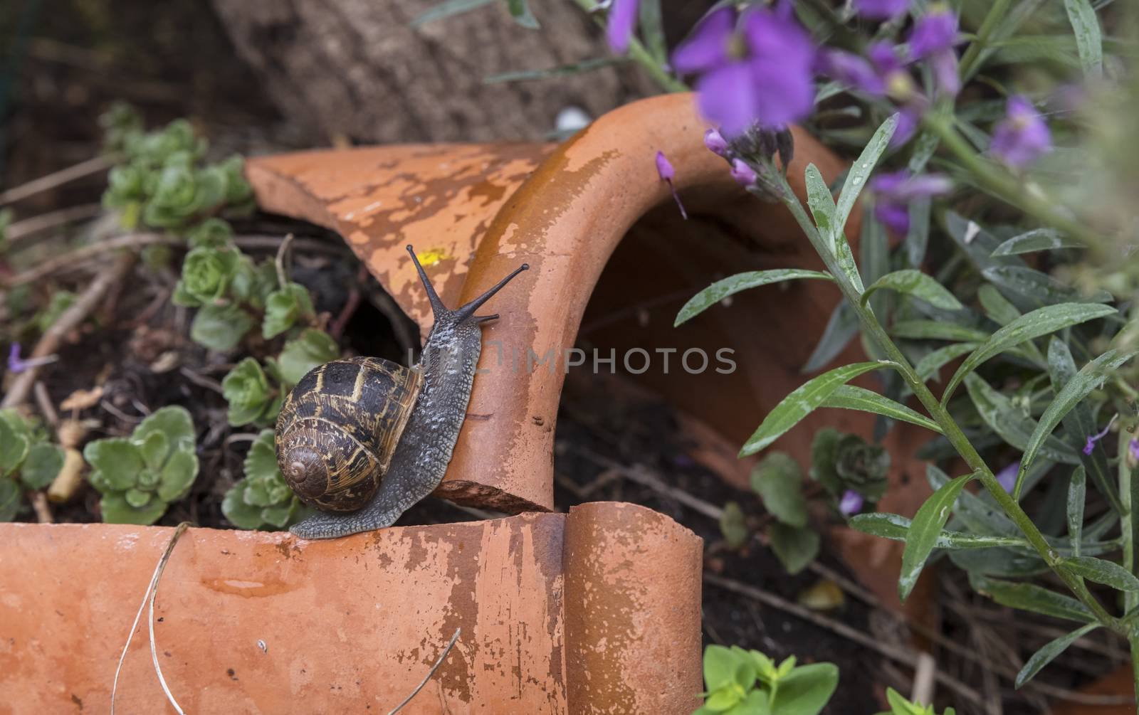 brown garden snail, brown gardensnail common garden snail European brown snail Helix aspersa Cornu aspersum Cryptomphalus aspersus)in a garden 