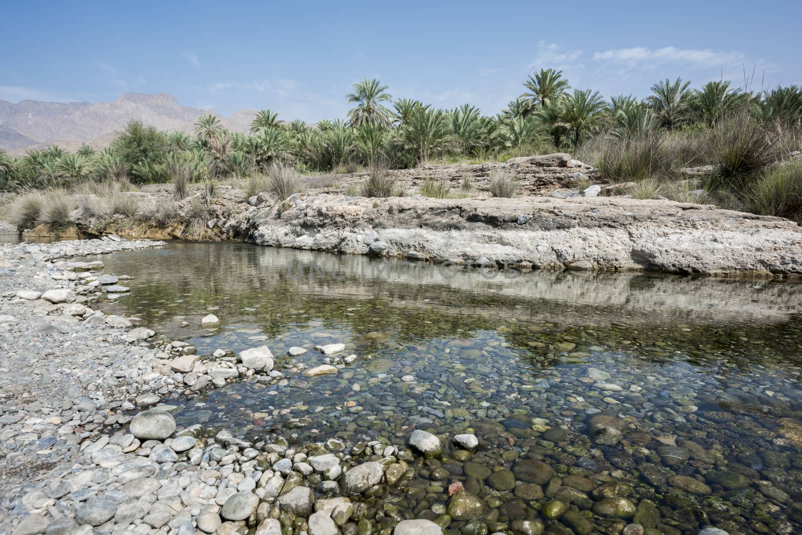 Palm groove in a wadi close to a river, Sultanate of Oman by GABIS
