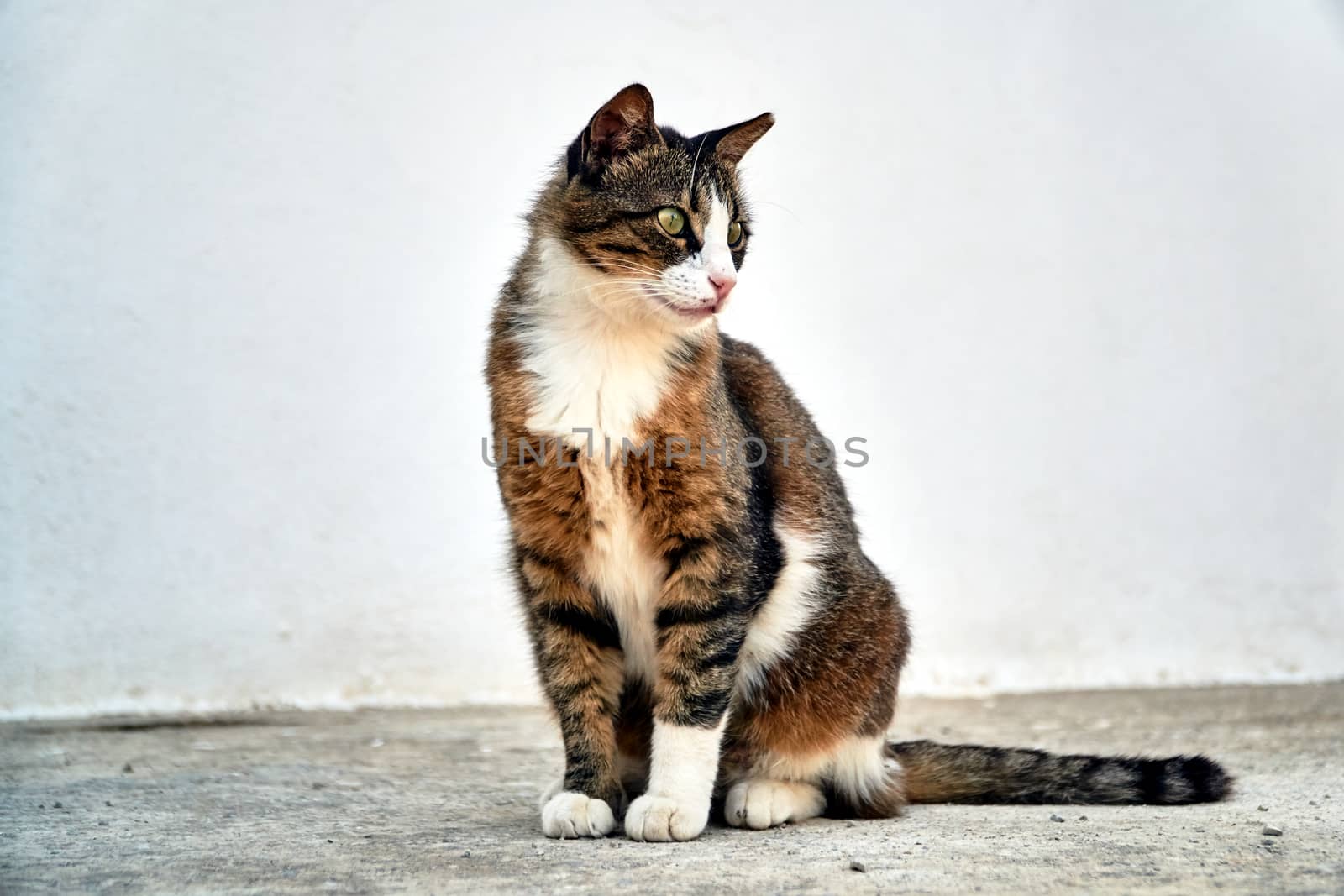 White and gray adult cat of the European breed on the island of Crete in Greece