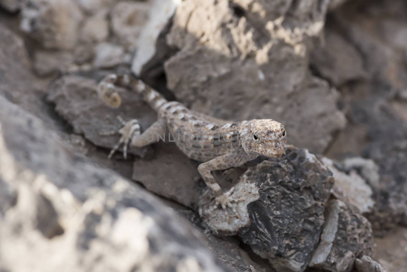 Rock semaphore gecko (Pristurus rupestris) on a rock , found in Ras Hadd, Sultanate of Oman