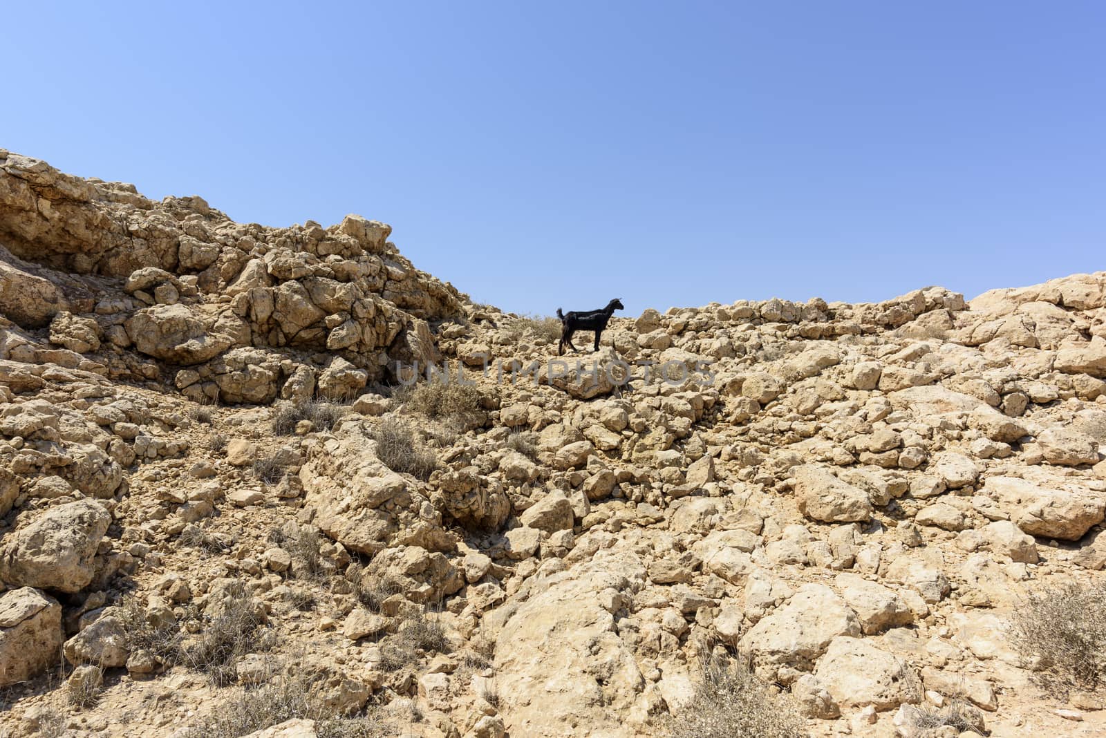 Sheep in the mountain, Ras Al jinz, Sultanate of Oman by GABIS