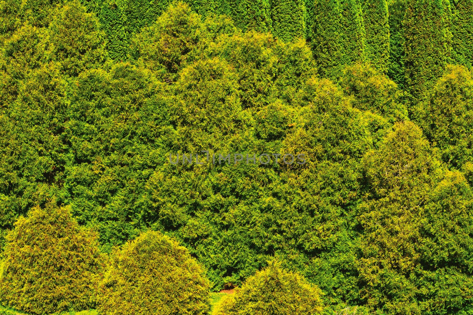 Thuja forest abstract background. View from the top