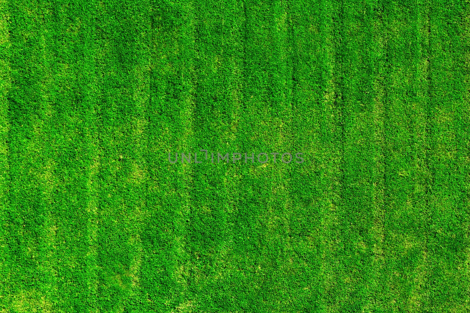 Green grass field background. View from the top