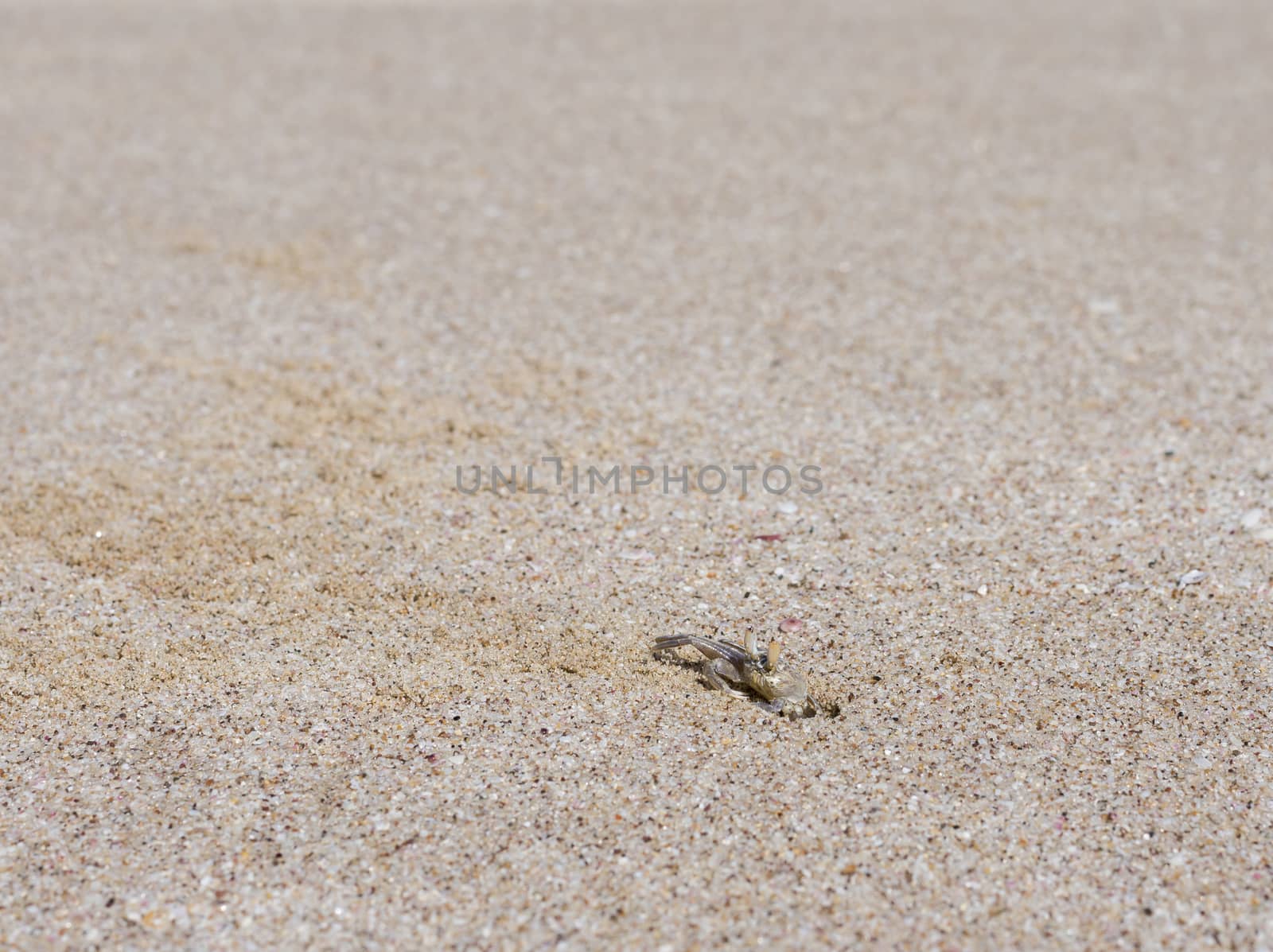 Ghost crab on a beach in Ras Al Jinz, Sultanate of Oman by GABIS