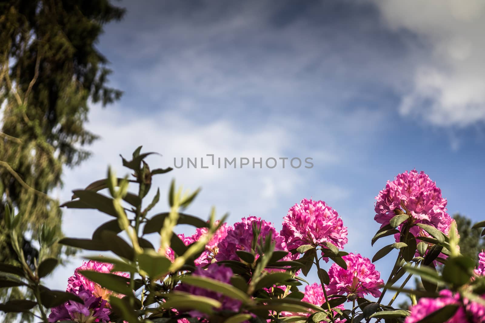 violet flowering rhododendron, in front of a slightly cloudy sky, picture with a lot of free space, copy space