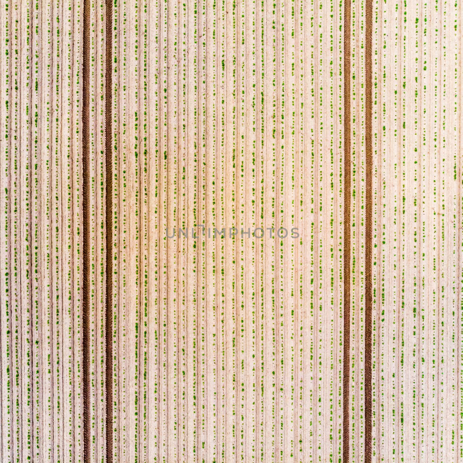 Aerial view of a field with young potato plants, geometric effect of the fresh plough tracks on the field, abstract effect by vertical angle, lines useful as background, made with drone