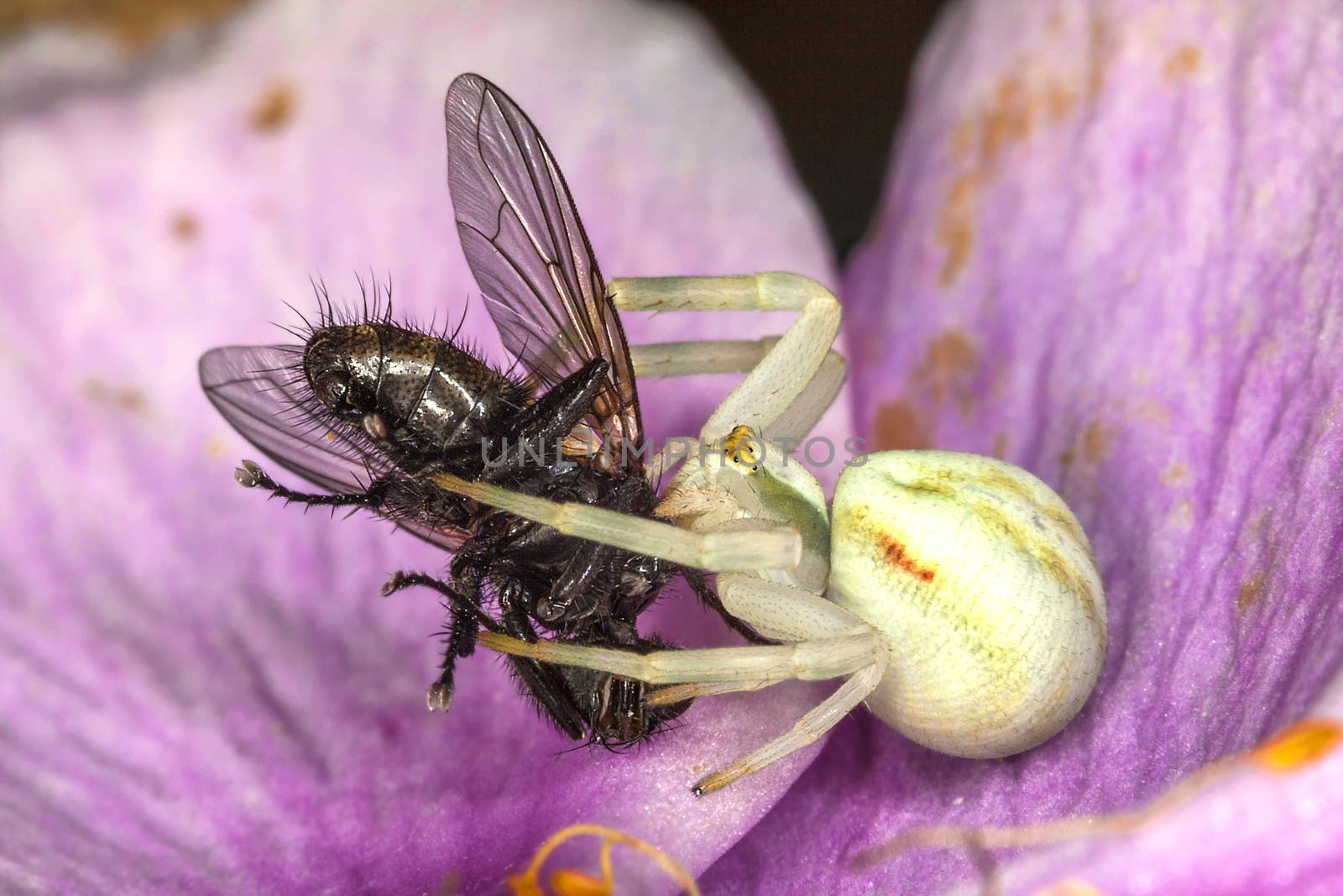 White crab spider with a fly which it has caught