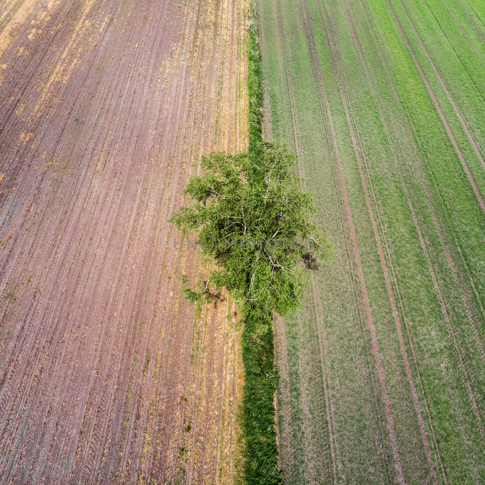 Aerial view of a single tree taken at an angle from a great height at the border of two different farmland areas in Germany near Gifhorn, made with drone