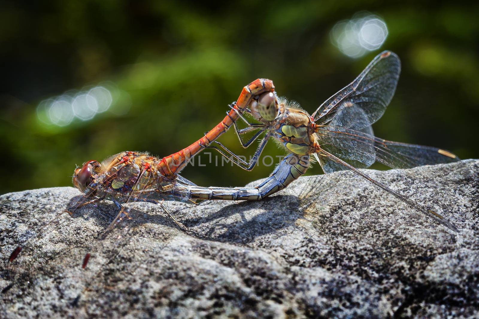 Common Darter orange dragonfly insect mating on a springtime summer garden wall