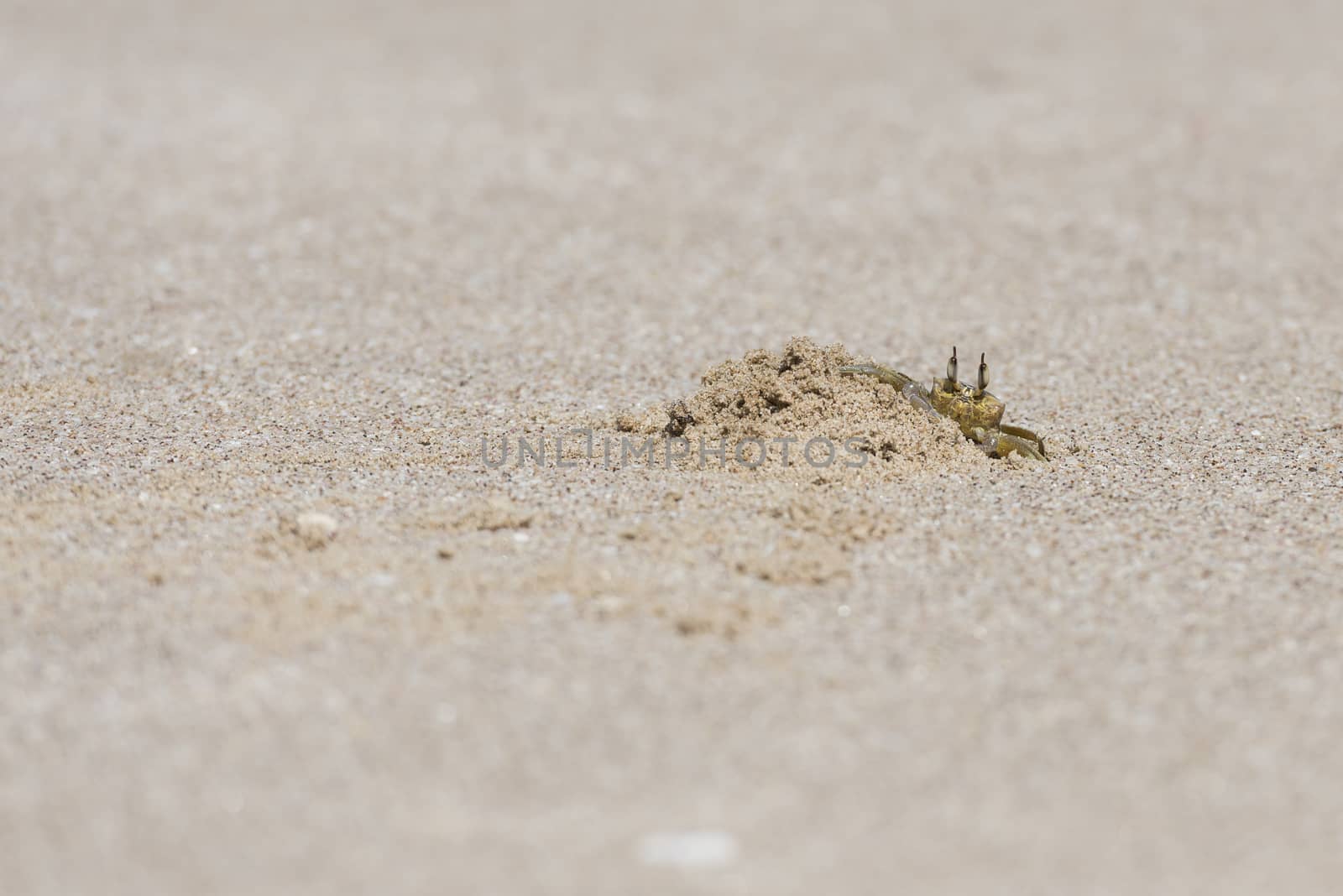 Ghost crab on a beach in Ras Al Jinz, Sultanate of Oman