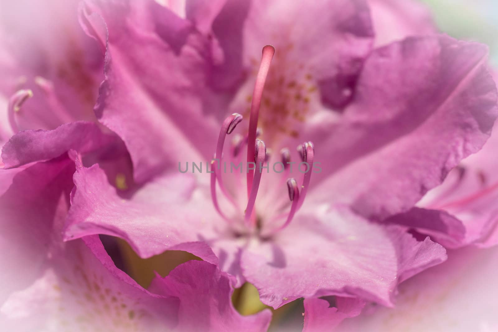 Violet flower of a rhododendron bush (Rhododendron hypoglaucum) in close-up, with bright vignette by geogif